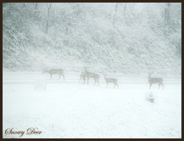 Snowy Deer 1