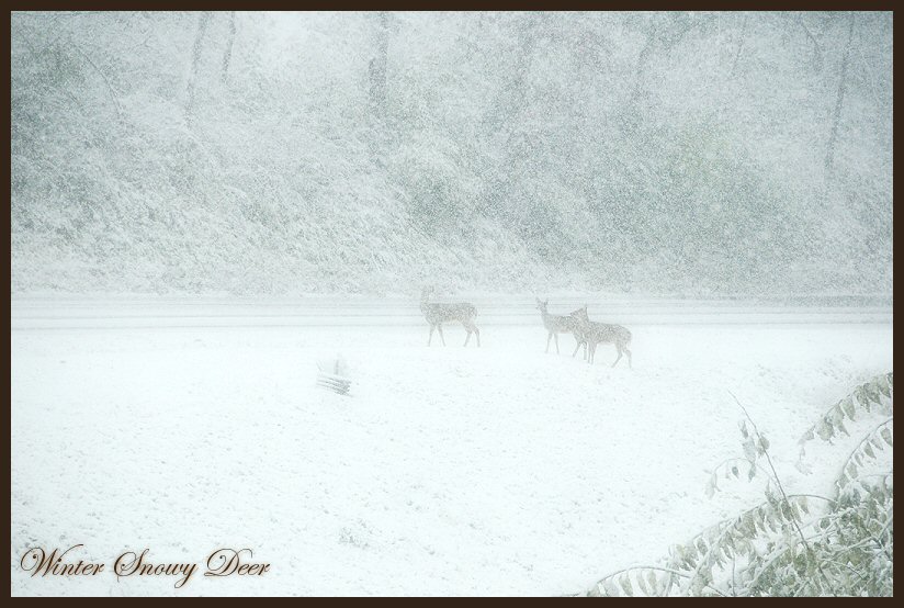 Snowy Deer 2